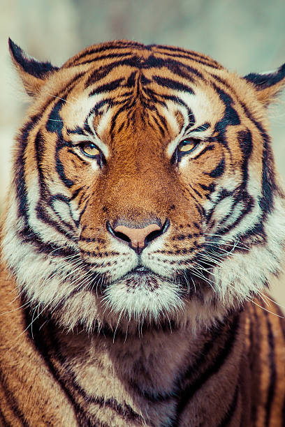 istock Close-up of a Tigers face. 480995039