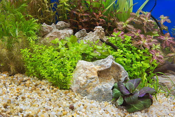 istock Aquatic plants in tropical 480995055