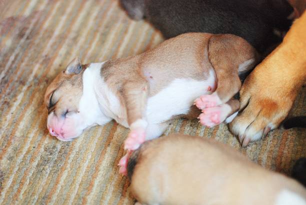 istock American Staffordshire Terrier Puppy sleeping 480995400