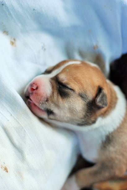 istock American Staffordshire Terrier Puppy sleeping 480995410