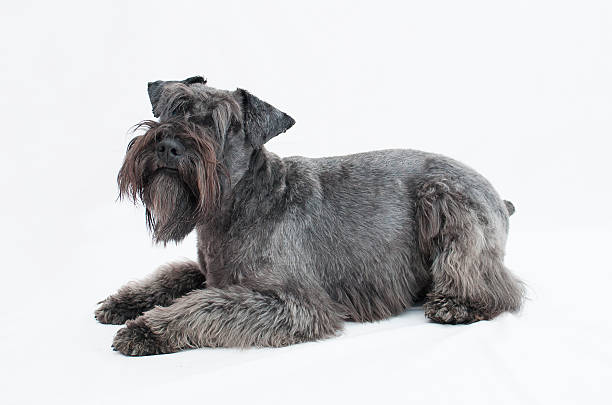 istock black miniature schnauzer in white background 480995843