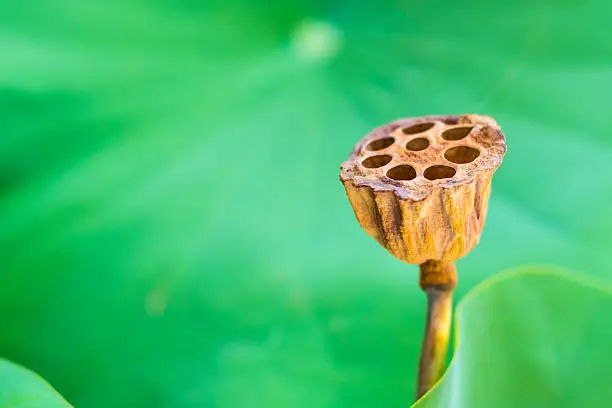 Photo of old bunch of lotus pods on green leaves