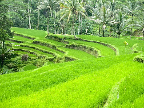 Rice terrace stock photo