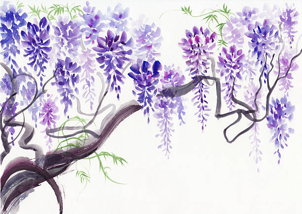 Wisteria blossom Original watercolor painting of beautiful wisteria branches in blossom chinese culture paintings bush painting stock illustrations