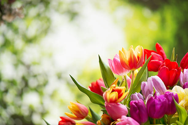 istock Colorful tulips on nature background 480999039