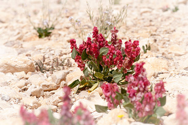 Desert flower stock photo