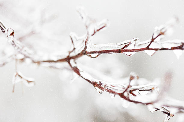 istock Close-up of tree branches covered with frozen ice in winter 480999839
