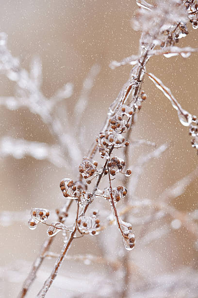 istock Close-up of tree branches covered with frozen ice in winter 481000161