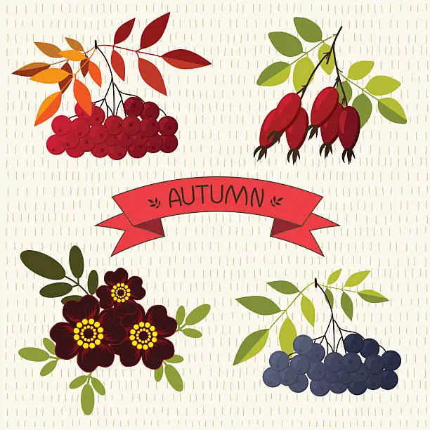 Vector illustration of Autumn. Mountain ash, chokeberry, rose, marigold