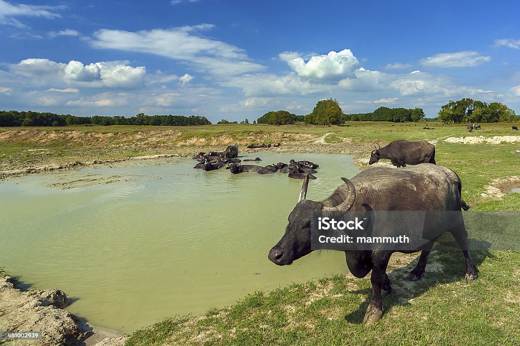 Вода buffalos - Стоковые фото Аномальная жара роялти-фри