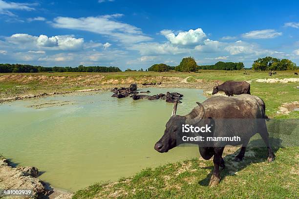 Вода Buffalos — стоковые фотографии и другие картинки Аномальная жара - Аномальная жара, Барахтаться, Без людей