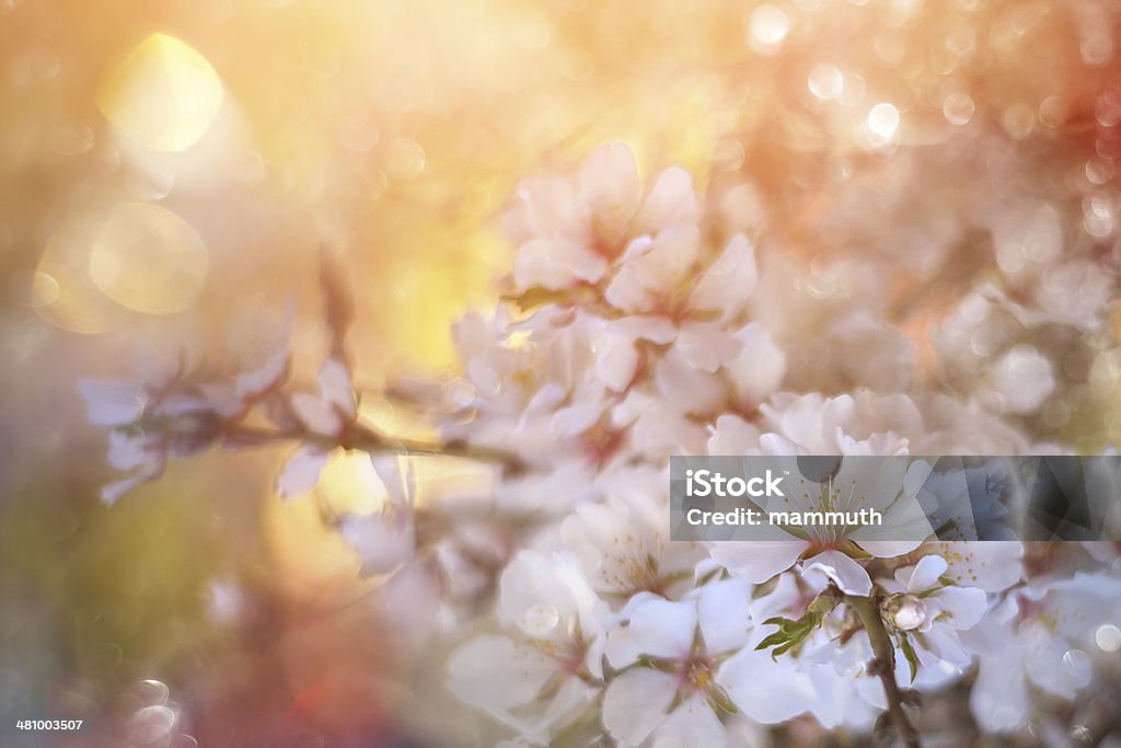 spring blossom spring blossom with defocused background  Abstract Stock Photo