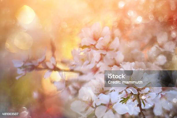 Spring Blossom Stock Photo - Download Image Now - Abstract, Backgrounds, Blossom