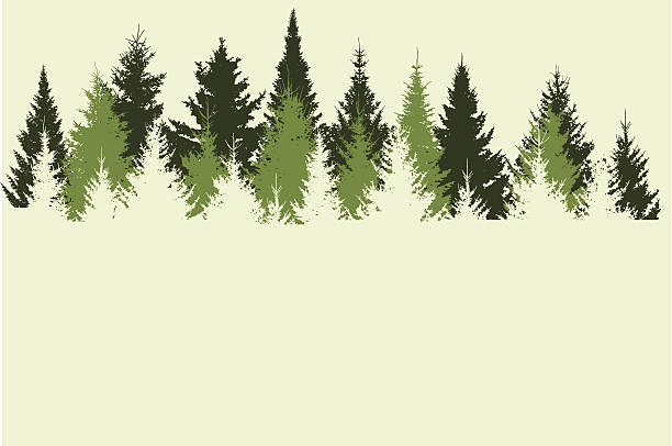 illustrations, cliparts, dessins animés et icônes de forest - sapin