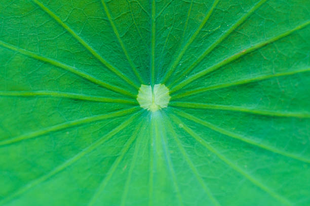 lotus green leaves