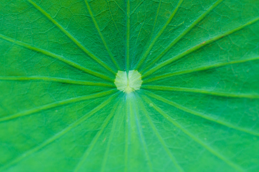 lotus green leaves