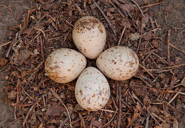 nest of a great crested grebe (Podiceps cristatus) with three eggs