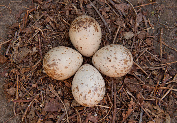 Eurasian woodcock (Scolopax rusticola) Eurasian woodcock (Scolopax rusticola) nest with eggs eurasian woodcock scolopax rusticola stock pictures, royalty-free photos & images