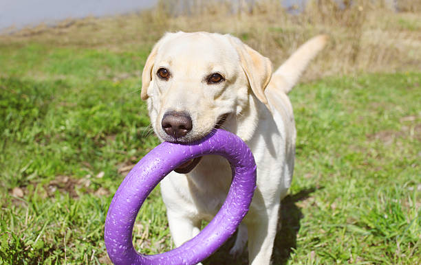 istock Labrador retriever dog playing with rubber toy on the grass 481005884