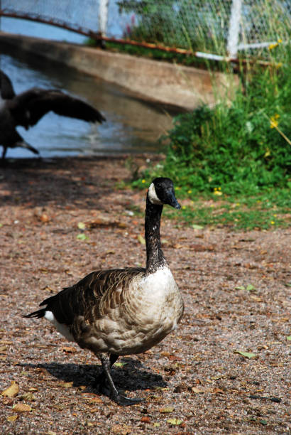 istock Walking goose in Seurasaari park in Helsinki, Finland 481006036