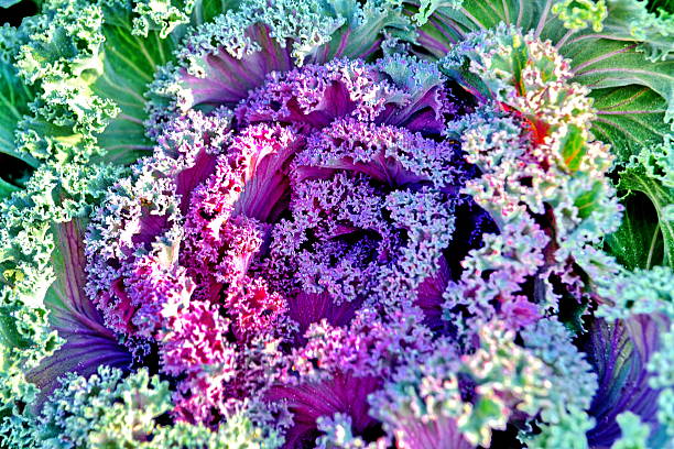 istock Longlived Cabbag, Brassica hybrid cv. Pule. 481006639