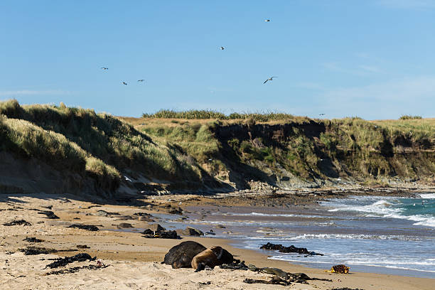 istock sea lions on the Beach 481007288