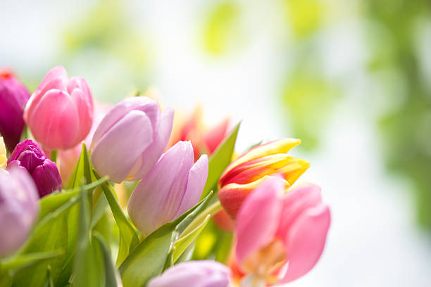 istock Colorful tulips on nature background 481008227