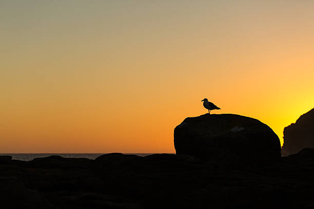 istock Golden sunset at Curio Bay 481009634