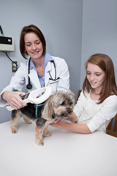 микрочип reader - doctor dog portrait animal hospital стоковые фото и изображения