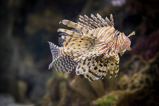 Lionfish in underwater Pterois is a genus of venomous marine fish, commonly known as lionfish, native to the Indo-Pacific. pterois antennata lionfish stock pictures, royalty-free photos & images