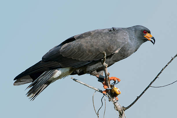 istock Male Snail Kite with Snail 481010007