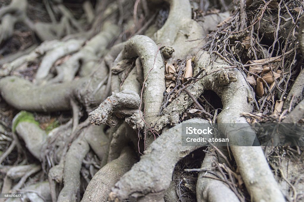 Banyan Wurzeln - Lizenzfrei Alterungsprozess Stock-Foto