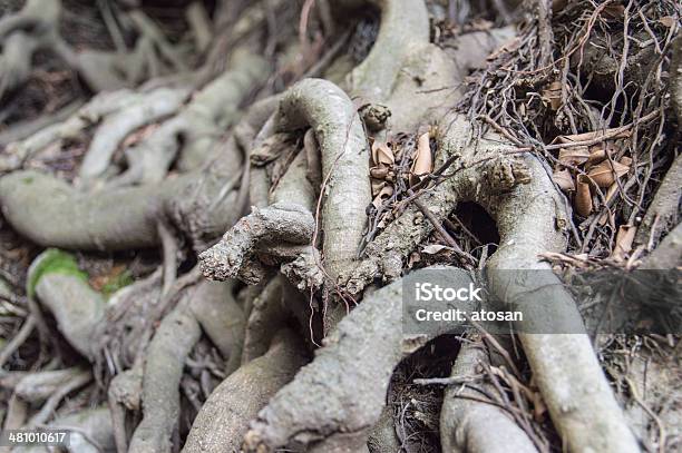 Banyan Wurzeln Stockfoto und mehr Bilder von Alterungsprozess - Alterungsprozess, Ast - Pflanzenbestandteil, Ausgedörrt