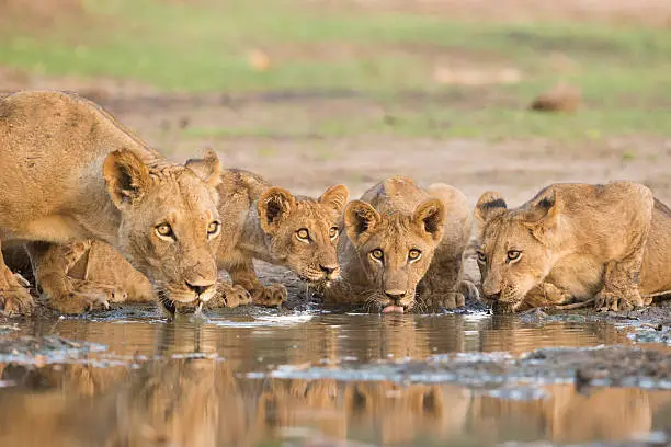 Lioness (Panthera leo) and cubs drinking
