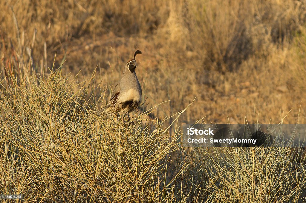 Gambel de codorniz - Foto de stock de Aire libre libre de derechos