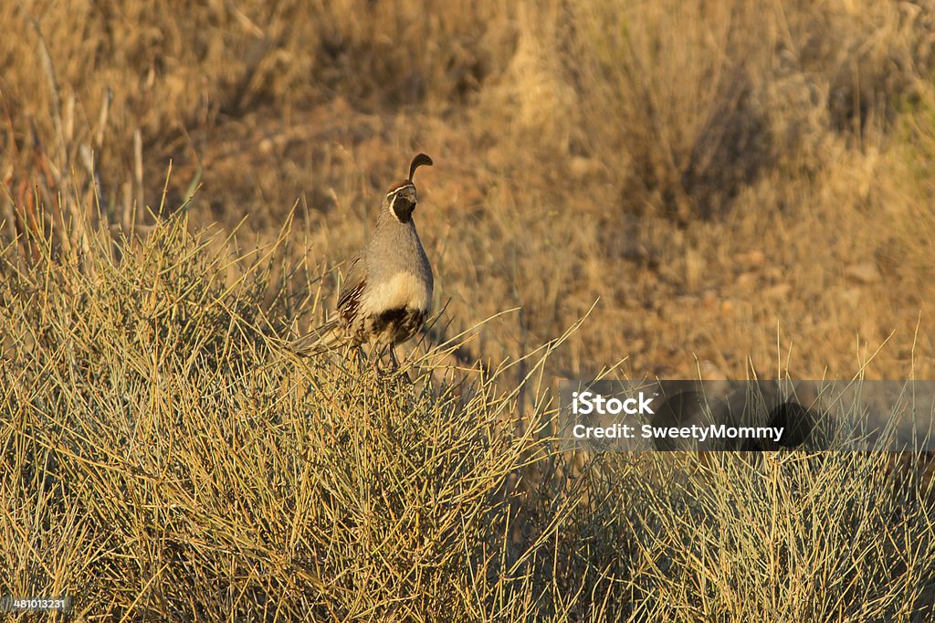 Gambel de caille - Photo de Animal mâle libre de droits