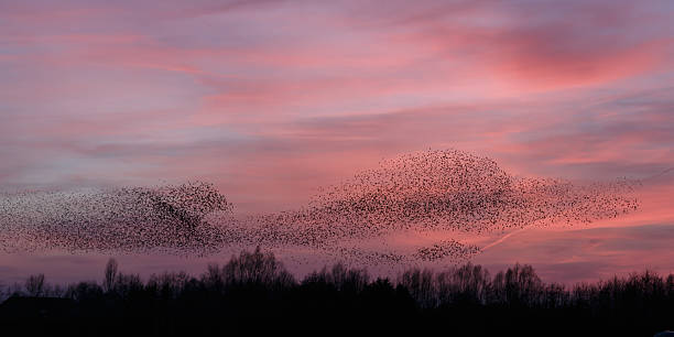 istock The Murmurations of Starlings 481013765