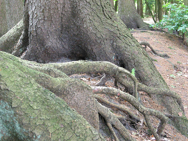 istock trees and plants in Hamburg, Germany 481014499