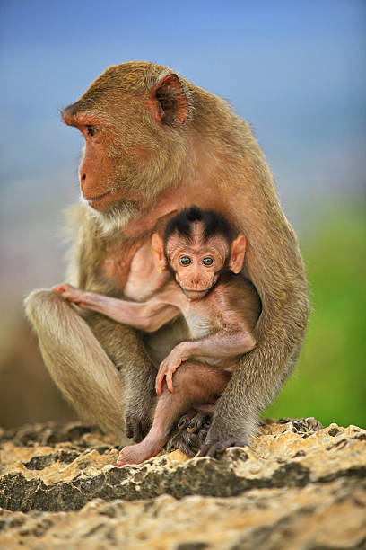 istock Asia monkeys family 481014904