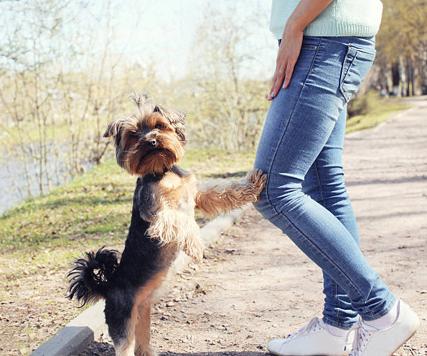 istock Obedient yorkshire terrier dog with owner in the park 481014946