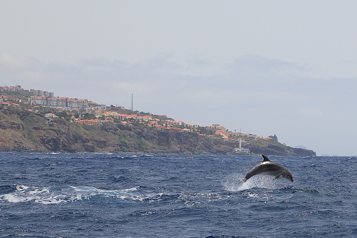 Dolphin in the Atlantic Ocean by Madeira