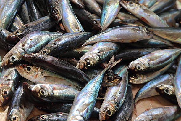 istock European Pilchard Fish on ice 481018596