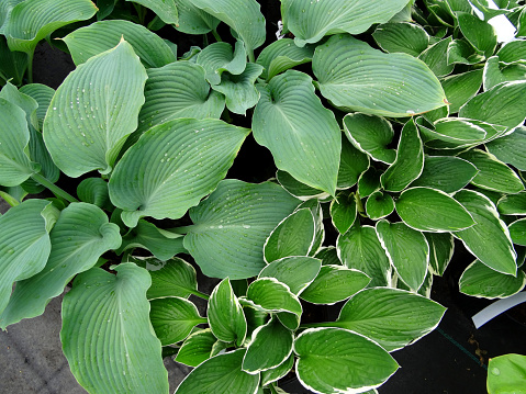 Photo showing some green hosta leaves without flowers, growing in pots and pictured next to each other.  These include the varieties: Fortunei Albomarginata (green leaves with white variegation along the edges) and Halcyon (silver, with strong leaf veins).