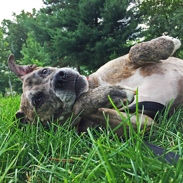 istock Dog Rolling on Grass in Summer 481019386