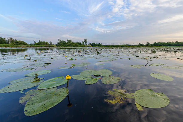 istock Weerribben-Wieden nature reserve 481019520