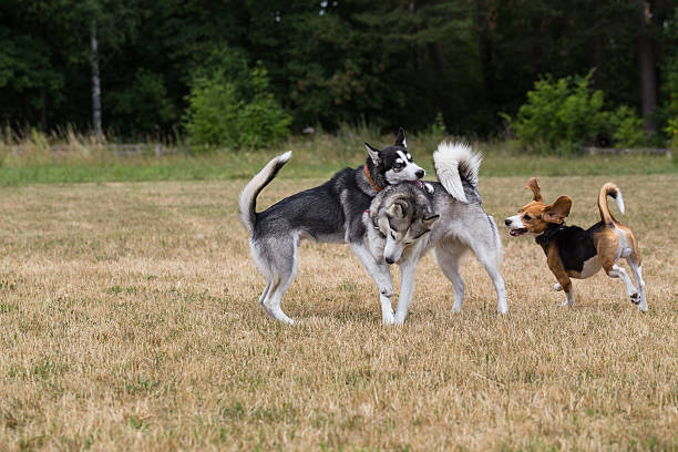 istock Two husky and beagle is playing in the meadow. 481019654