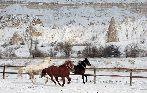 Cappadocia Horse beautiful horses country rock hoodoo stock pictures, royalty-free photos & images