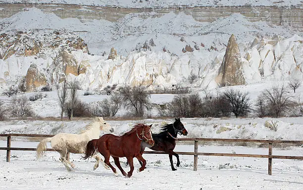 beautiful horses country