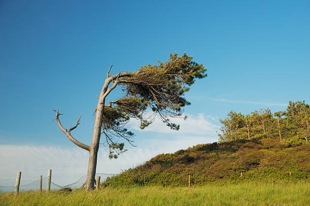 Trees An image of a tree bowing in the wind on a spring day misshaped stock pictures, royalty-free photos & images