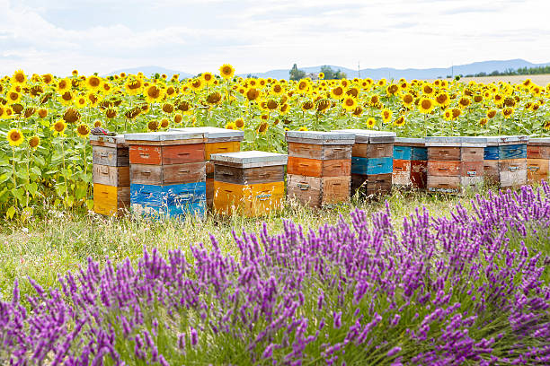istock Bee hives on lavender fields, near Valensole, Provence. 481020544